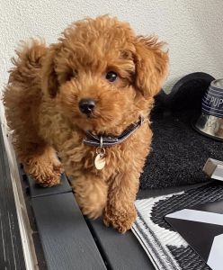Cute Toy Poodle Pups