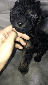 Toy poodle boy