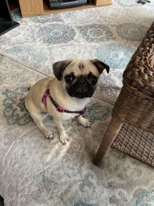 Female Pug