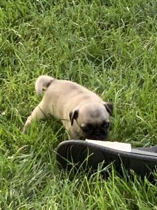 Pugs puppies
