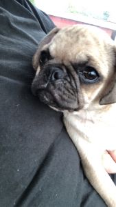 Female 5mth old pug