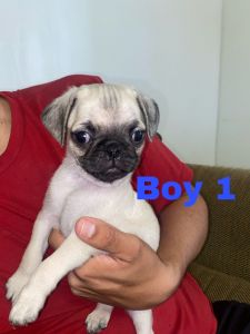 Pug puppies ready for a furever home!