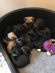 gorgeous Pug puppies