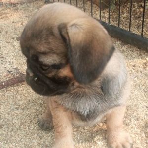 Trained pug puppies for sale
