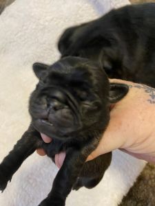 Black Pug Male puppy