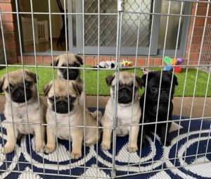 Pug puppies available
