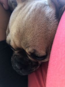 Pug for sale