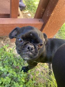Pugs who need a home