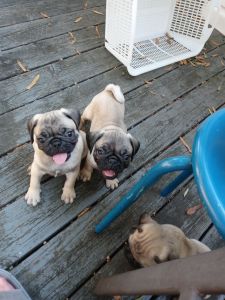 AKC PUGS FOR SALE