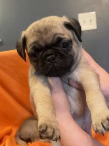 ACA registered Pug Puppies