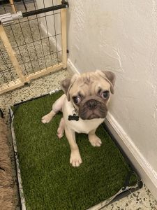 Male pug with 3 months