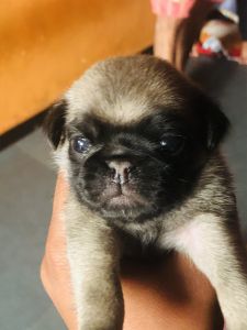 Best beard pure quality puppy’s are available