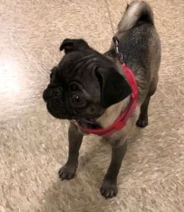 Cute pug puppies ready to adopt near me !!!