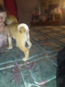 Full blood pug silver fawn