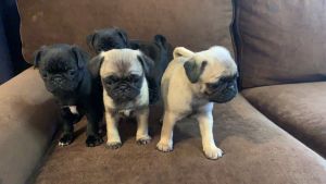 Female puppies pugs