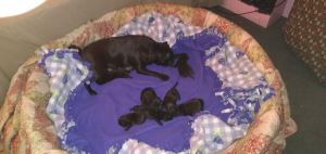 Beautiful baby black pugs