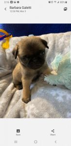 AKC male pugs
