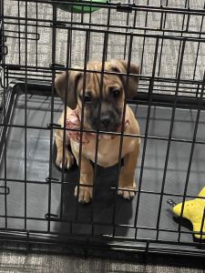 Pug with jack rusell