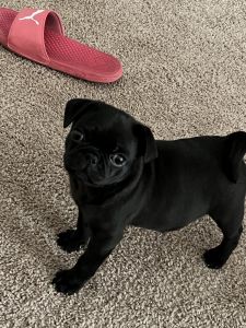 Pure breed pug need rehoming