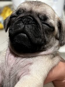 Pug puppies