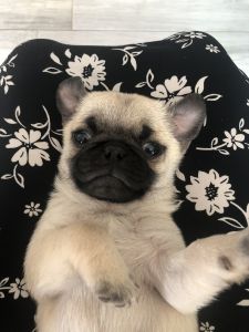5 sweet pug puppies available.