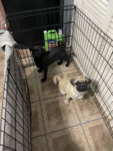 2 Male Pugs