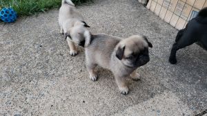 PUG 2 Males