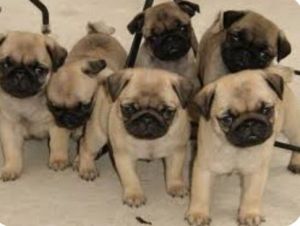 Registeted Pug Puppies