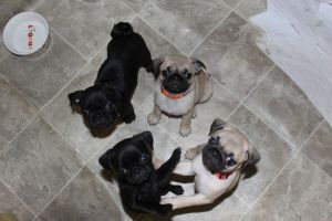 AKC PUG PUPPIES