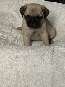 Pug puppies