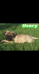 Pug puppies for sale