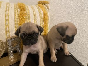 Pugs puppies