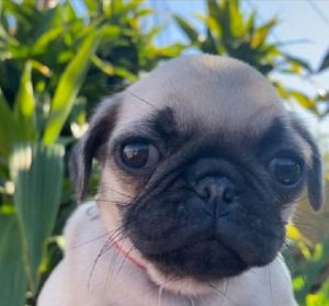 Pug puppy for sale
