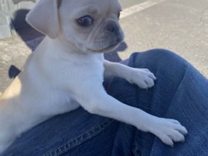 Whit Rare pug