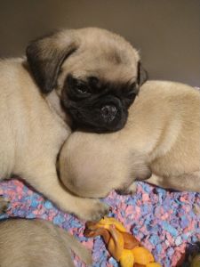 Fawn Pug Puppies- for sale ***