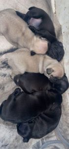 Pug puppies