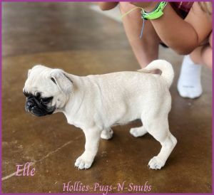 Elle pug puppy for adoption