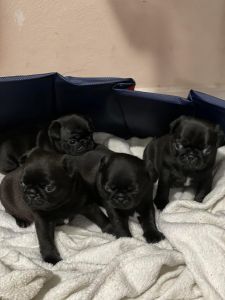 Black pug puppies