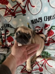 Christmas Pugs