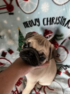 Christmas Male pug