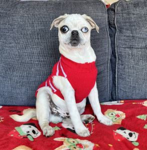 Panda Pug Exotic Pugs