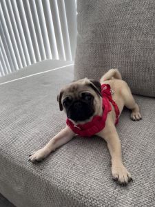 Boba the pug