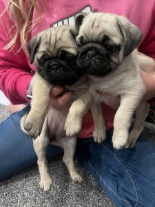 Pug puppies