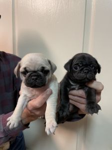 Pug puppies