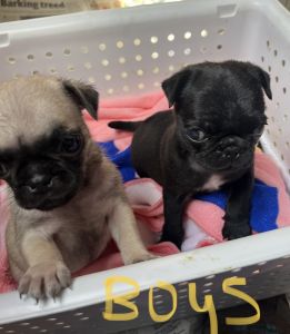 Pug puppies