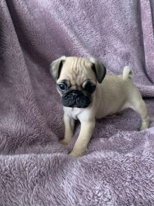 Pugs puppies