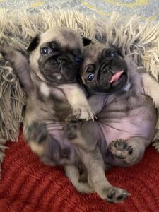 Pug Puppies