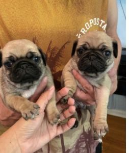 2 Male Pug Puppies