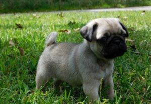Stunning Pug puppies available