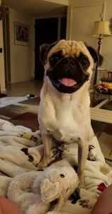 Male Fawn pug 1 year old